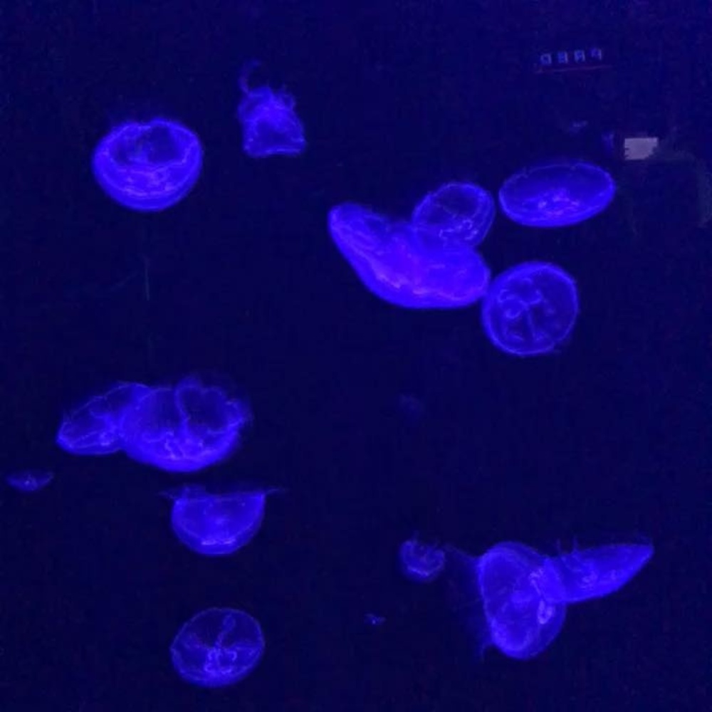 Meet your Posher, Drew